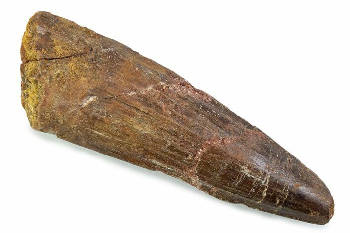 Fossil Spinosaurus Tooth - Feeding Worn Tip #374006